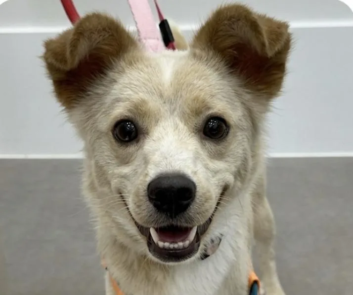 An adult small-sized female Jindo dog named Jennie for adoption in San Ramon, CA