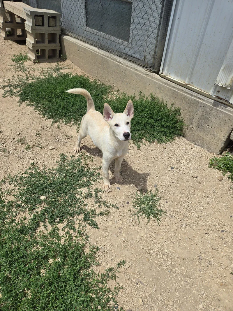 A young large-sized male Husky dog named Wolfie for adoption in Maquoketa, IA