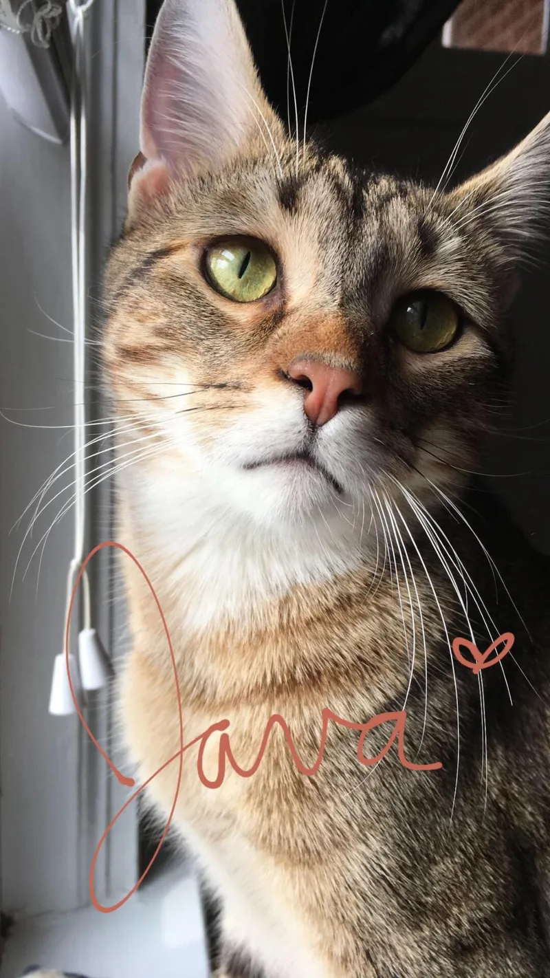 A senior large-sized male Tabby (Brown / Chocolate) Tabby cat named Java for adoption in Columbia, SC