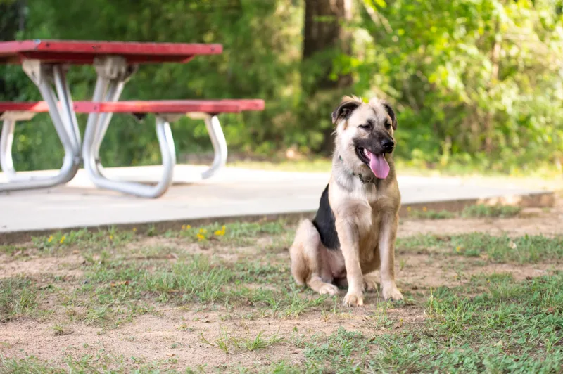 A young medium-sized female Tricolor (Brown, Black, & White) German Shepherd Dog dog named DaisyMI for adoption in Magnolia, TX