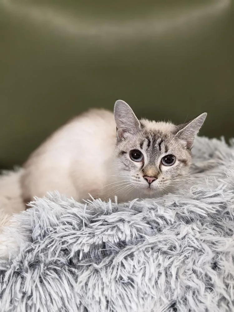An adult medium-sized female Cream / Ivory Siamese cat named Bailey for adoption in Lewisburg, TN