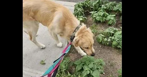 An adult medium-sized male Golden Retriever dog named Patch for adoption in Long Island City, NY