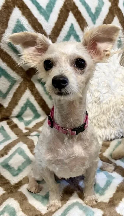 An adult small-sized female White / Cream Maltese dog named Jada for adoption in Key West, FL