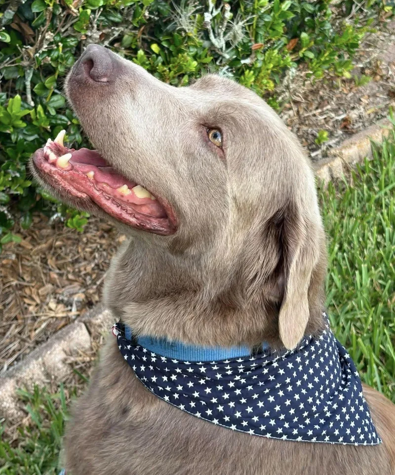 An adult large-sized female Labrador Retriever dog named Tillie for adoption in Saint Petersburg, FL