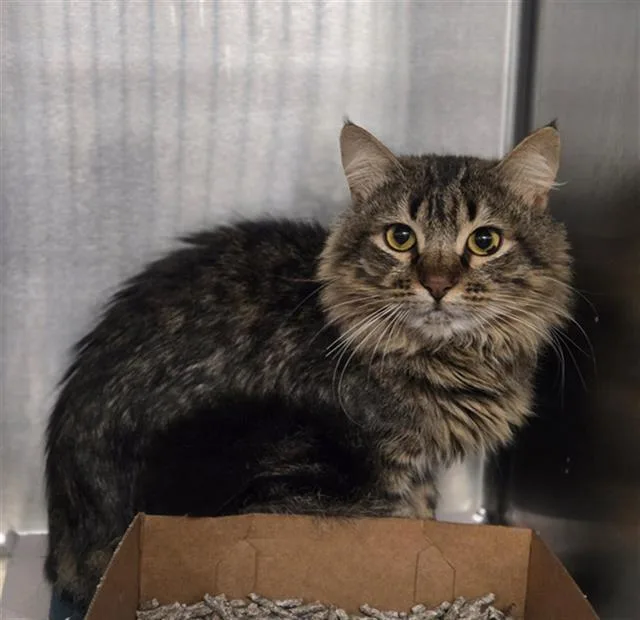 A young small-sized male Domestic Medium Hair cat named Danny for adoption in Dallas, TX