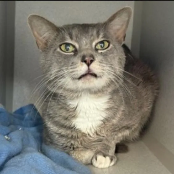 An adult medium-sized male Gray / Blue / Silver Domestic Short Hair cat named Ghostly Guy for adoption in New York, NY