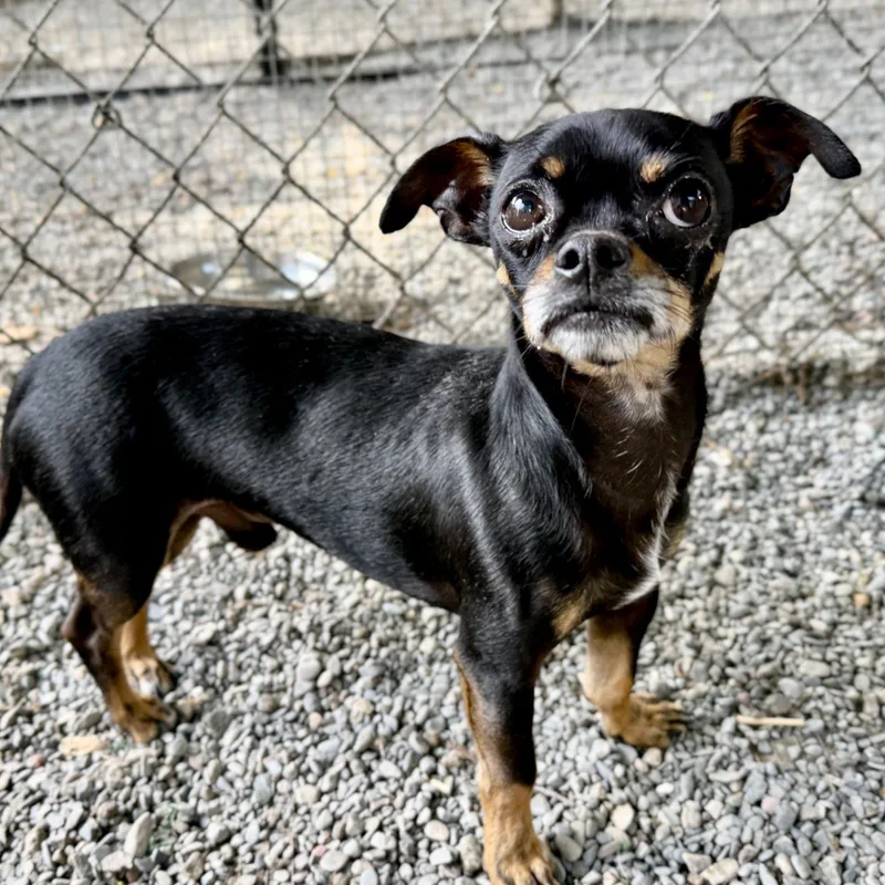 A young small-sized male Chihuahua dog named Alistair for adoption in Oakland, CA