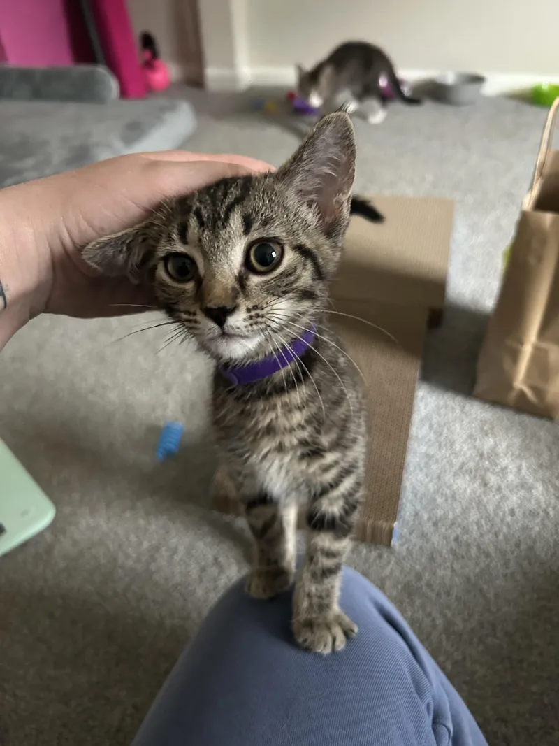 A baby medium-sized female Tabby (Brown / Chocolate) Domestic Short Hair cat named Raspberry for adoption in Columbus, OH