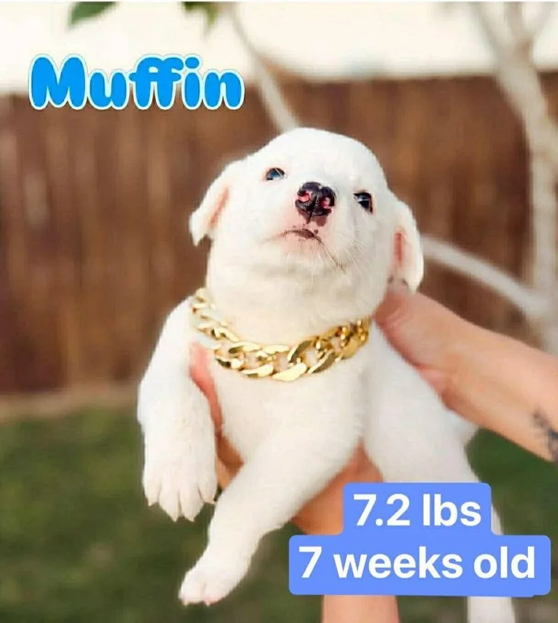 Muffin thumbnail 2