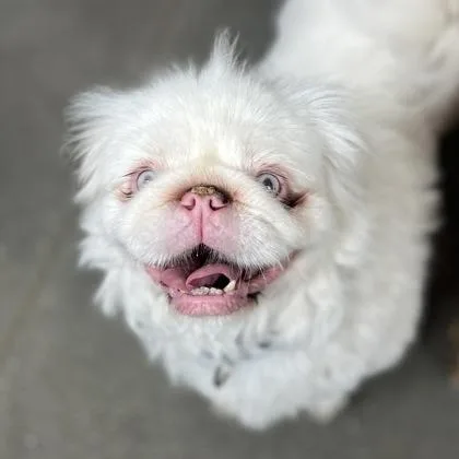 A senior small-sized male Pekingese dog named Finny for adoption in Janesville, WI
