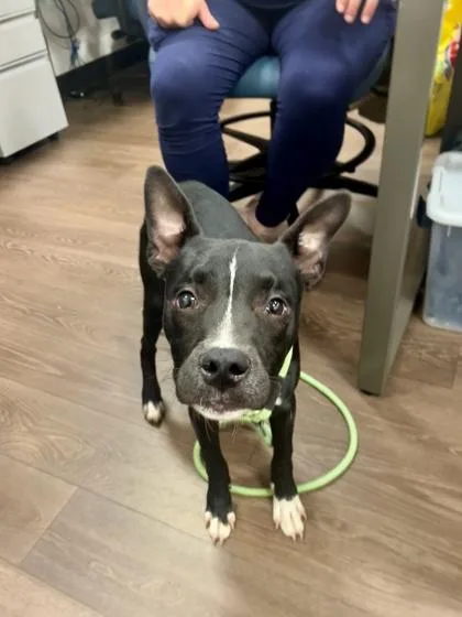 An adult medium-sized male Pit Bull Terrier dog named Kumar for adoption in Atlanta, GA