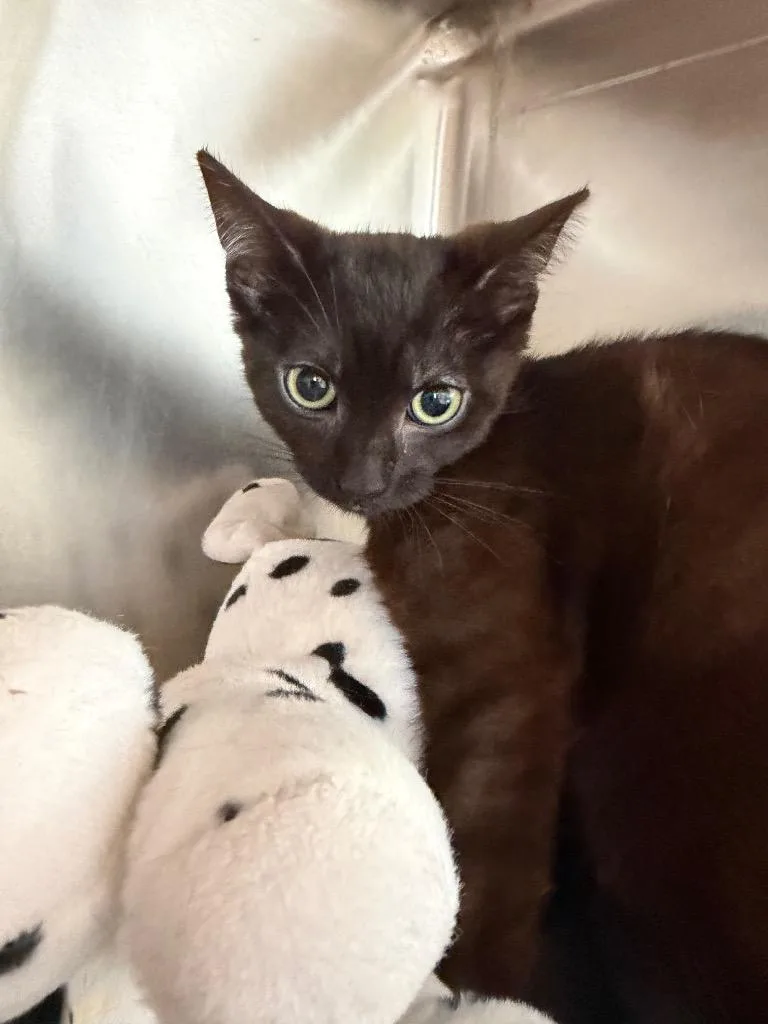 A baby medium-sized male Domestic Short Hair cat named Short Andrew for adoption in Pomona, NY