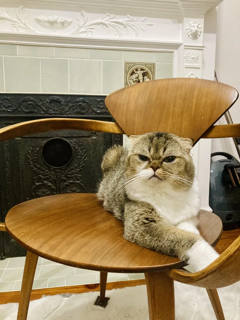A young medium-sized male Tabby (Brown / Chocolate) Scottish Fold cat named Io for adoption in Brooklyn, NY