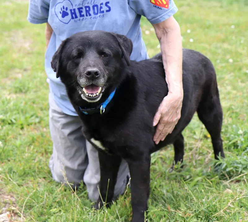 An adult large-sized male Black Labrador Retriever dog named Remy for adoption in Kansas City, KS
