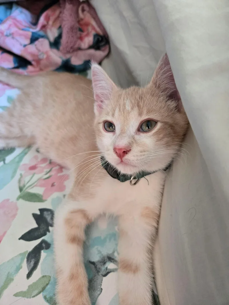A baby medium-sized male Domestic Short Hair cat named Fletcher for adoption in China Township, MI