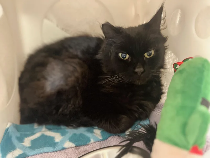 An adult medium-sized male Black Domestic Medium Hair cat named Beemer for adoption in Boise, ID