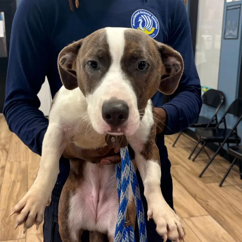A young small-sized female Corgi dog named Cookie for adoption in Newark, NJ