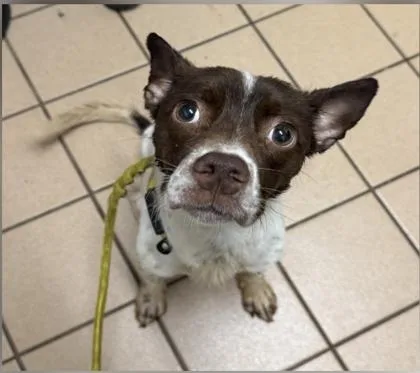 An adult small-sized male Rat Terrier dog named Rory for adoption in Daytona Beach, FL