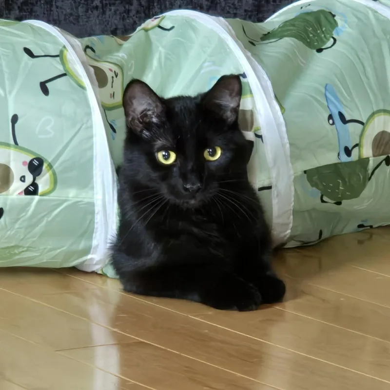 A young medium-sized female Black Domestic Short Hair cat named Pearl for adoption in Sewell, NJ