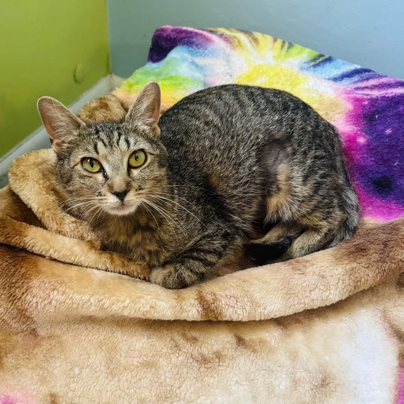 A young medium-sized female Brown / Chocolate Domestic Short Hair cat named Mopsy for adoption in Brownsboro, AL