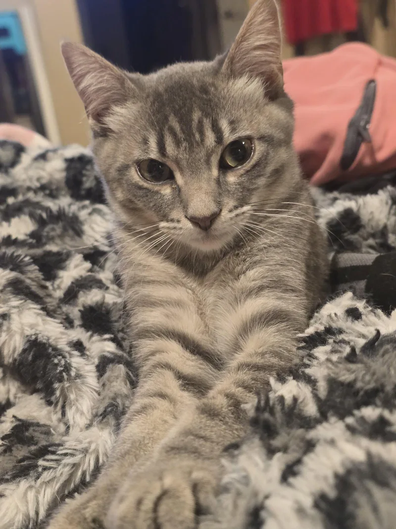 A baby medium-sized male Domestic Short Hair cat named Gris for adoption in Glendale, AZ
