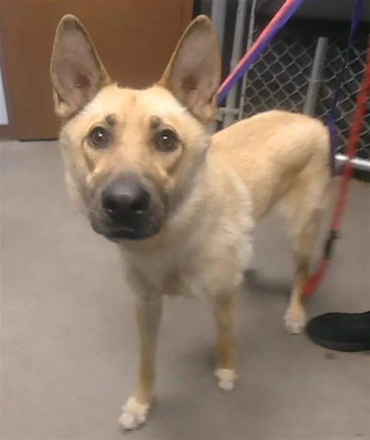 A young large-sized female German Shepherd Dog dog named Mabel for adoption in Phoenix, AZ