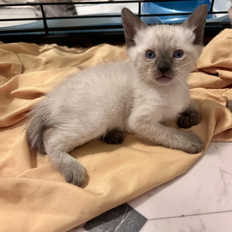 A baby medium-sized male Applehead Siamese cat named Bob for adoption in Lancaster, PA