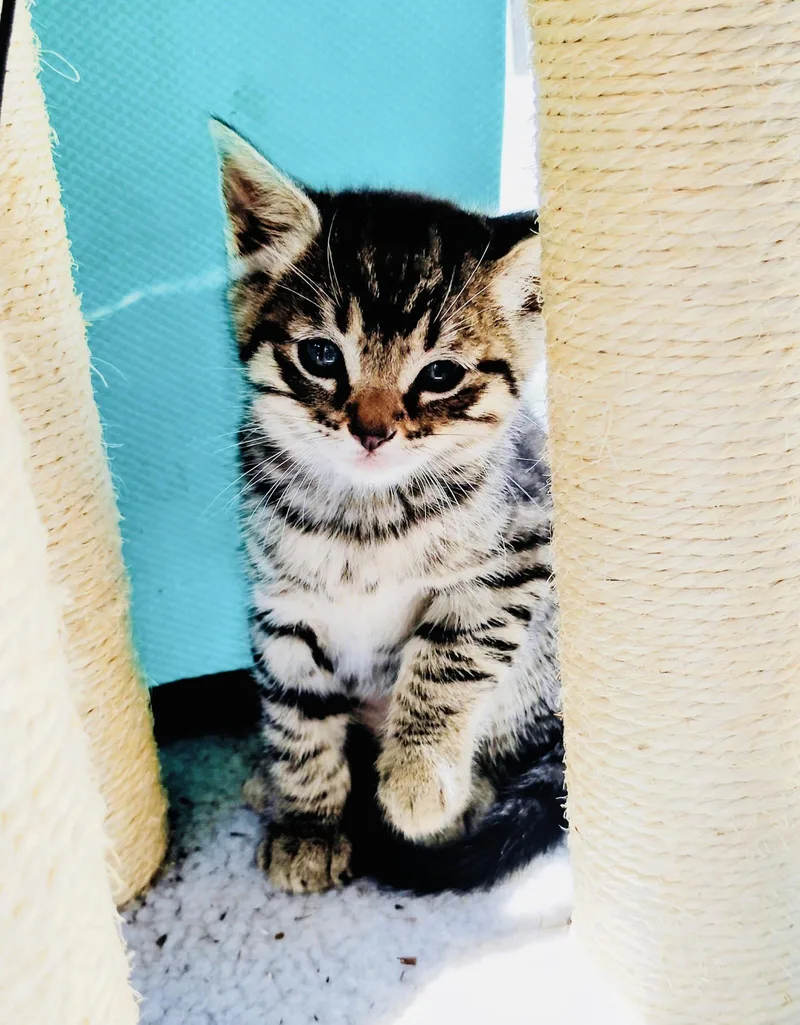 A baby medium-sized female Oriental Tabby cat named River for adoption in Pinole, CA