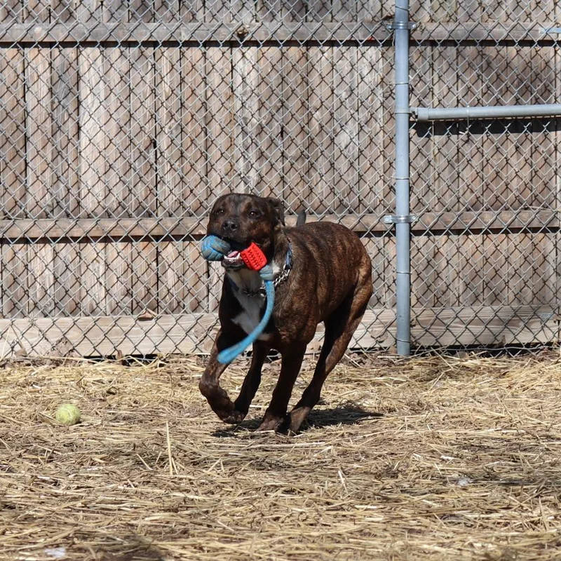 An adult large-sized male Black Pit Bull Terrier dog named Link for adoption in Springfield, IL