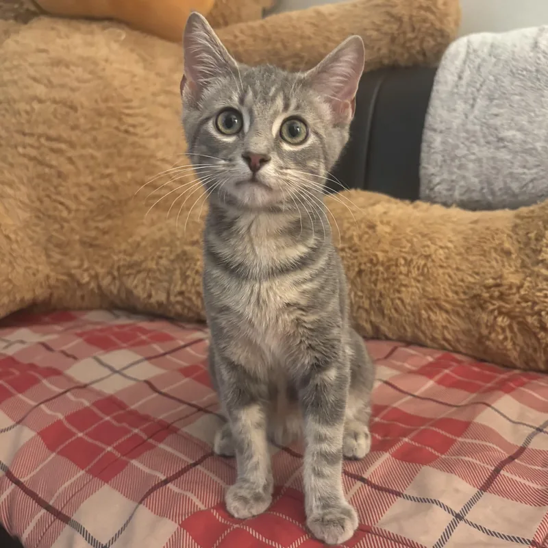 A young small-sized male Tabby (Gray / Blue / Silver) Domestic Short Hair cat named Patrick for adoption in Waynesburg, PA