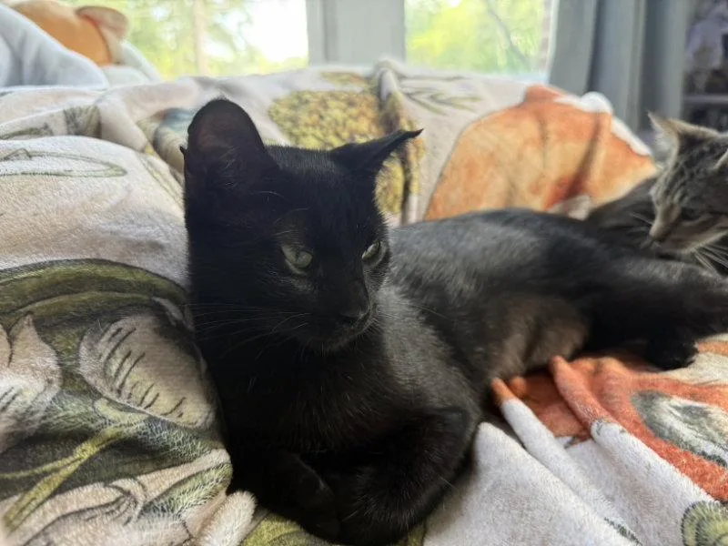 A young medium-sized female Black Domestic Short Hair cat named Bella Luna for adoption in Pineville, LA
