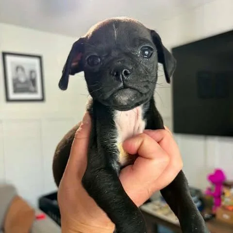 A baby small-sized male Black Pug dog named Quade for adoption in Alma, WI
