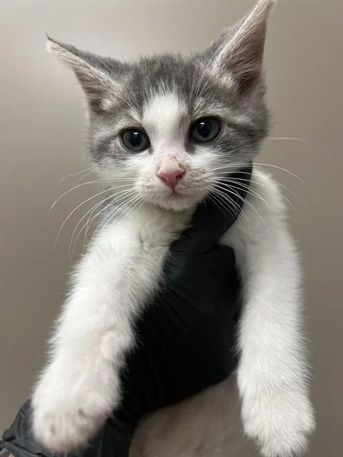A baby small-sized female Domestic Short Hair cat named Blossom for adoption in Ontario, CA
