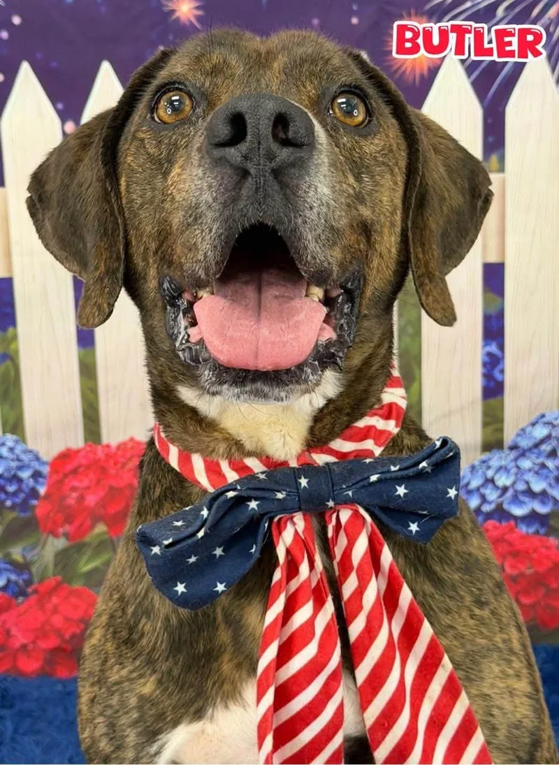 An adult medium-sized male Brindle Mixed Breed dog named Butler for adoption in Flint, MI