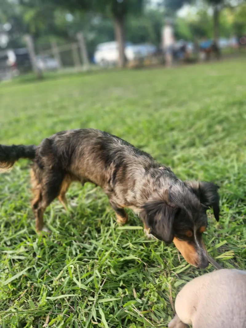 A young small-sized female Dachshund dog named Margo for adoption in Austin, TX