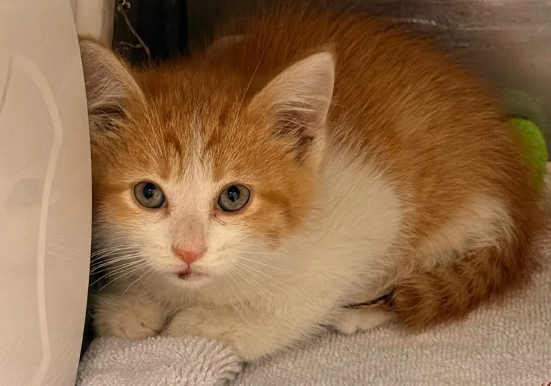 A baby small-sized male Domestic Short Hair cat named Beetle for adoption in Defiance, OH