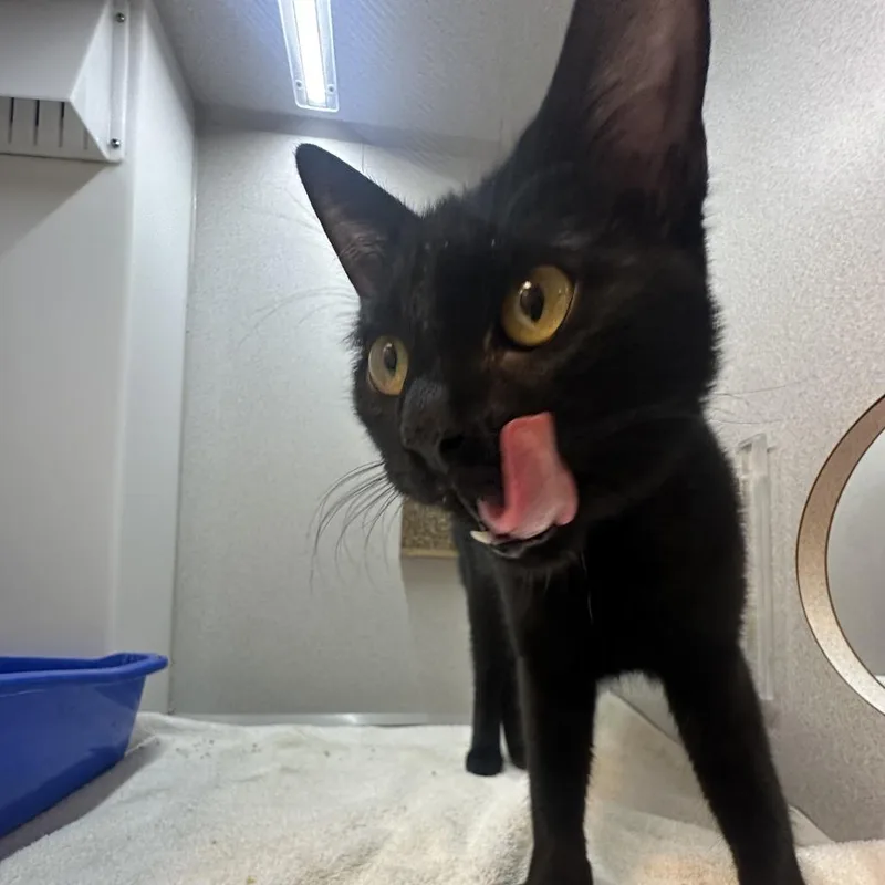 A young medium-sized female Black Domestic Short Hair cat named Mystery for adoption in Pittsburgh, PA