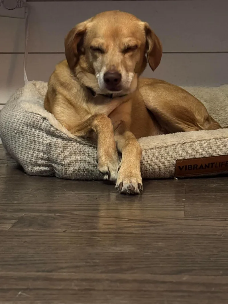 An adult medium-sized male Terrier dog named Odie for adoption in hinckley, IL