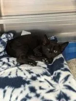 A young medium-sized male Black Domestic Short Hair cat named Zamite for adoption in Manitowoc, WI