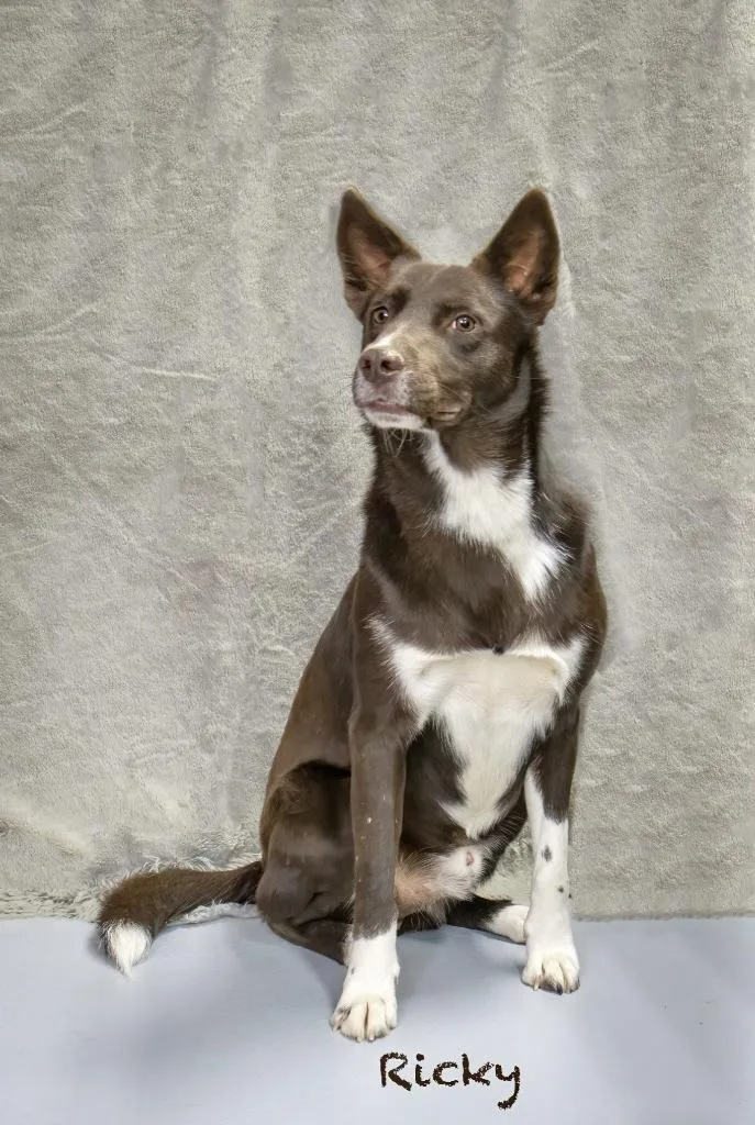 An adult medium-sized male Shepherd dog named Ricky for adoption in Manchester, CT