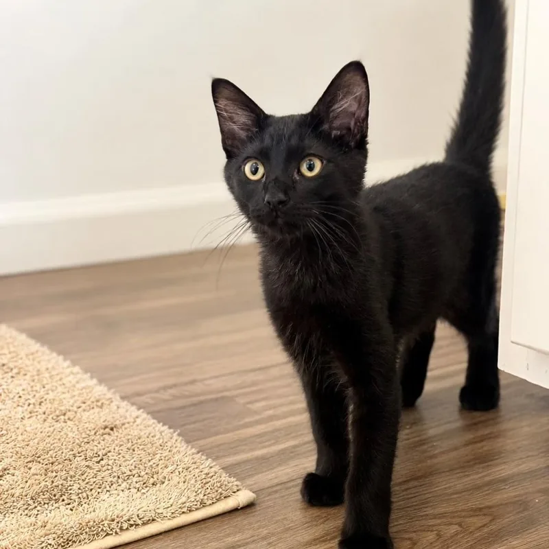 Elvis Purrsley
