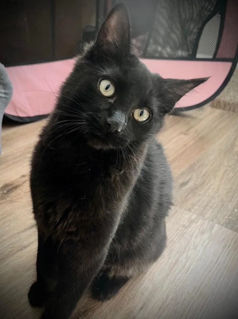 Elvis Purrsley thumbnail 2