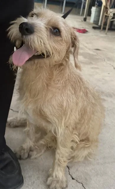 A young medium-sized male Fox Terrier dog named Jersey for adoption in San Antonio, TX
