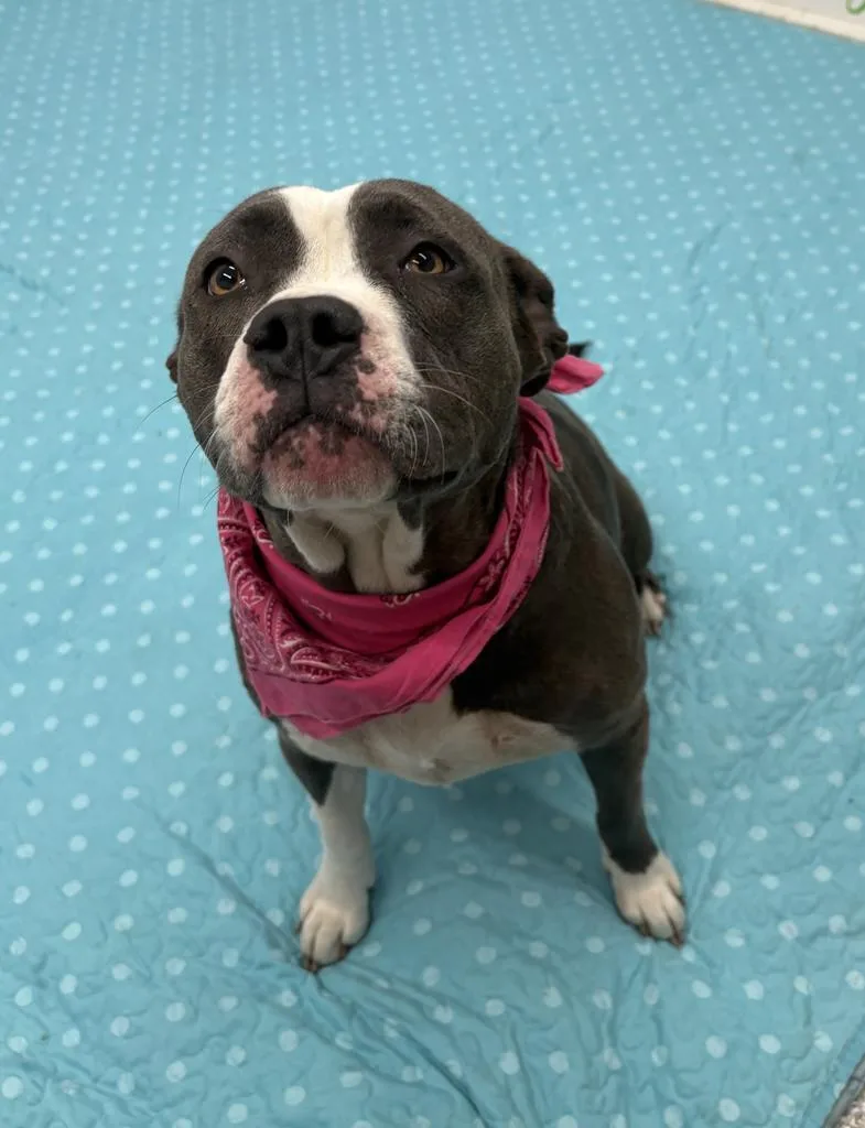 A young medium-sized female Mixed Breed dog named Lily for adoption in Detroit, MI
