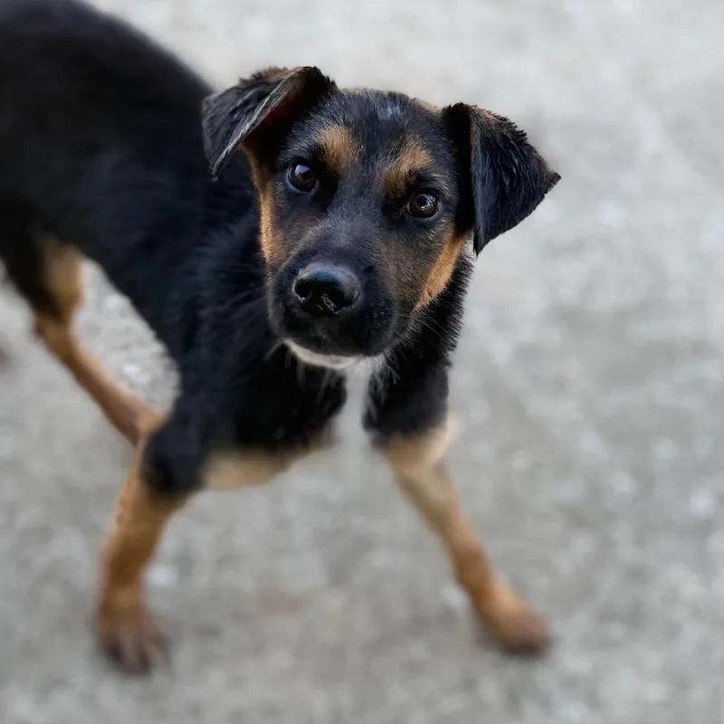 A young medium-sized male Black Shepherd dog named Po Boy for adoption in Brownsboro, AL
