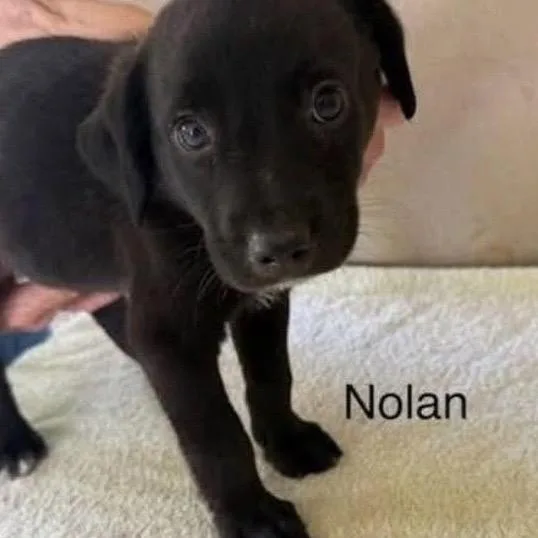 A baby medium-sized male Black Mixed Breed dog named Nolan for adoption in Alexandria, VA