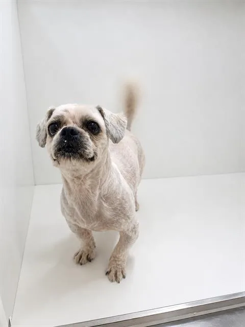 A young small-sized male Gray / Blue / Silver Shih Tzu dog named Benjamin for adoption in Tifton, GA