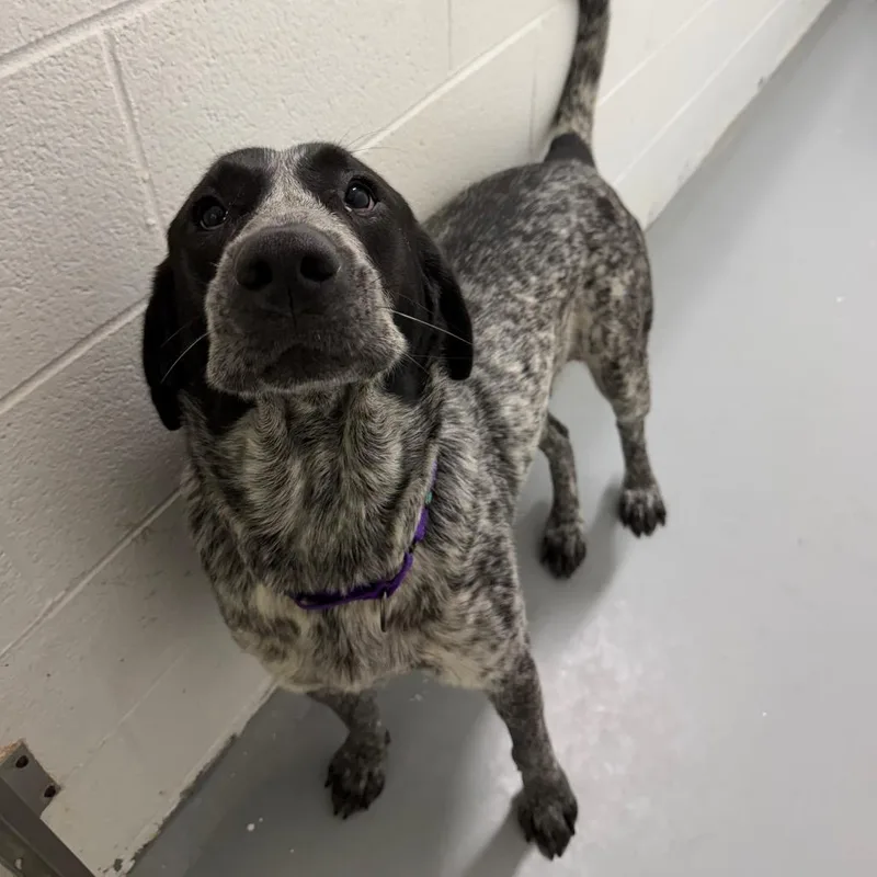 An adult large-sized female Black Great Pyrenees dog named Molly for adoption in Troy, VA