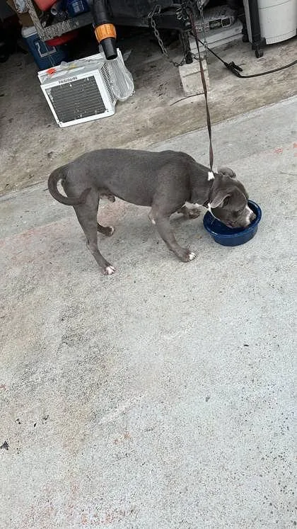 An adult large-sized male Pit Bull Terrier dog named Mac for adoption in Palm Coast, FL