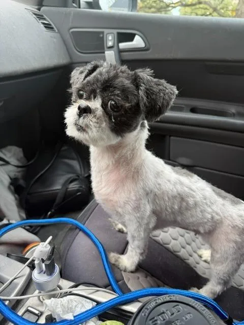 An adult medium-sized female Shih Tzu dog named Lilly for adoption in Libertyville, IL